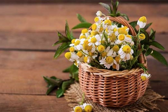 Tử vi ngày 26/7/2023: Tuổi Sửu đỡ phần vất vả, tuổi Dần mọi việc đến tay