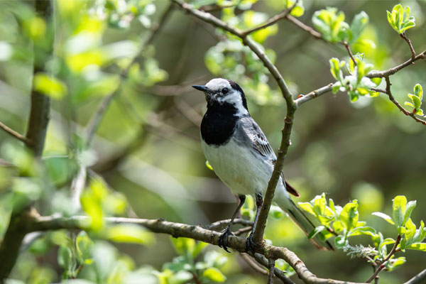 Định sẵn thành công: Sinh ngày Âm lịch này có bước đột phá trong công việc, mơ ước thành hiện thực-1