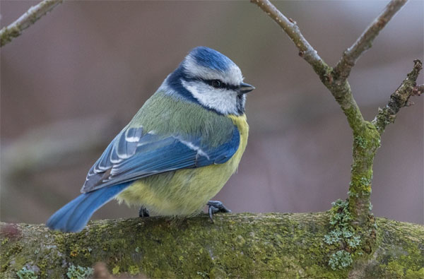 Định sẵn thành công: Sinh ngày Âm lịch này có bước đột phá trong công việc, mơ ước thành hiện thực-3