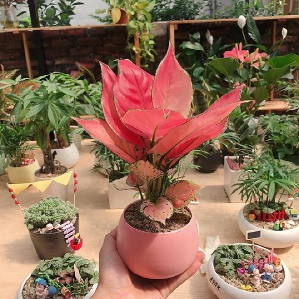 Trồng cây lá đỏ rực này như ăn tiền thiên hạ”, gia chủ ăn nên làm ra, tài lộc không bao giờ hết-2