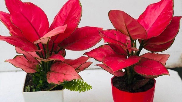 Trồng cây lá đỏ rực này như ăn tiền thiên hạ”, gia chủ ăn nên làm ra, tài lộc không bao giờ hết-3