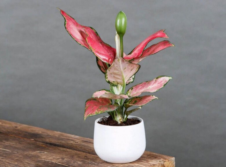 Trồng cây lá đỏ rực này như ăn tiền thiên hạ”, gia chủ ăn nên làm ra, tài lộc không bao giờ hết-4