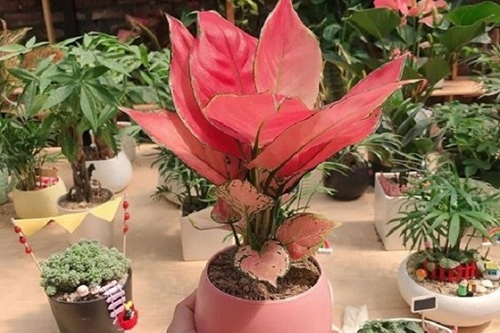 Trồng cây lá đỏ rực này như “ăn tiền thiên hạ”, gia chủ ăn nên làm ra, tài lộc không bao giờ hết
