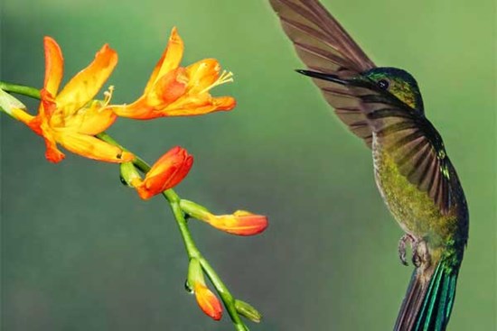 Bứt phá cuối mùa hè: 3 con giáp sự nghiệp hanh thông, thu nhập nhảy vọt, không còn muộn phiền