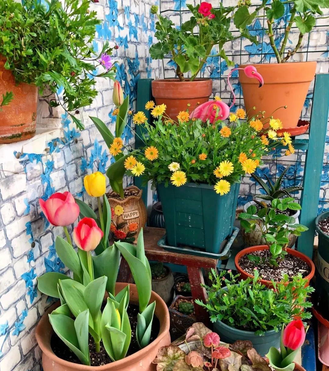 Hoa cười người vượng: 4 cây cảnh phúc lành, đặt 1 chậu trong nhà, gia đình bình an, hưng thịnh-1