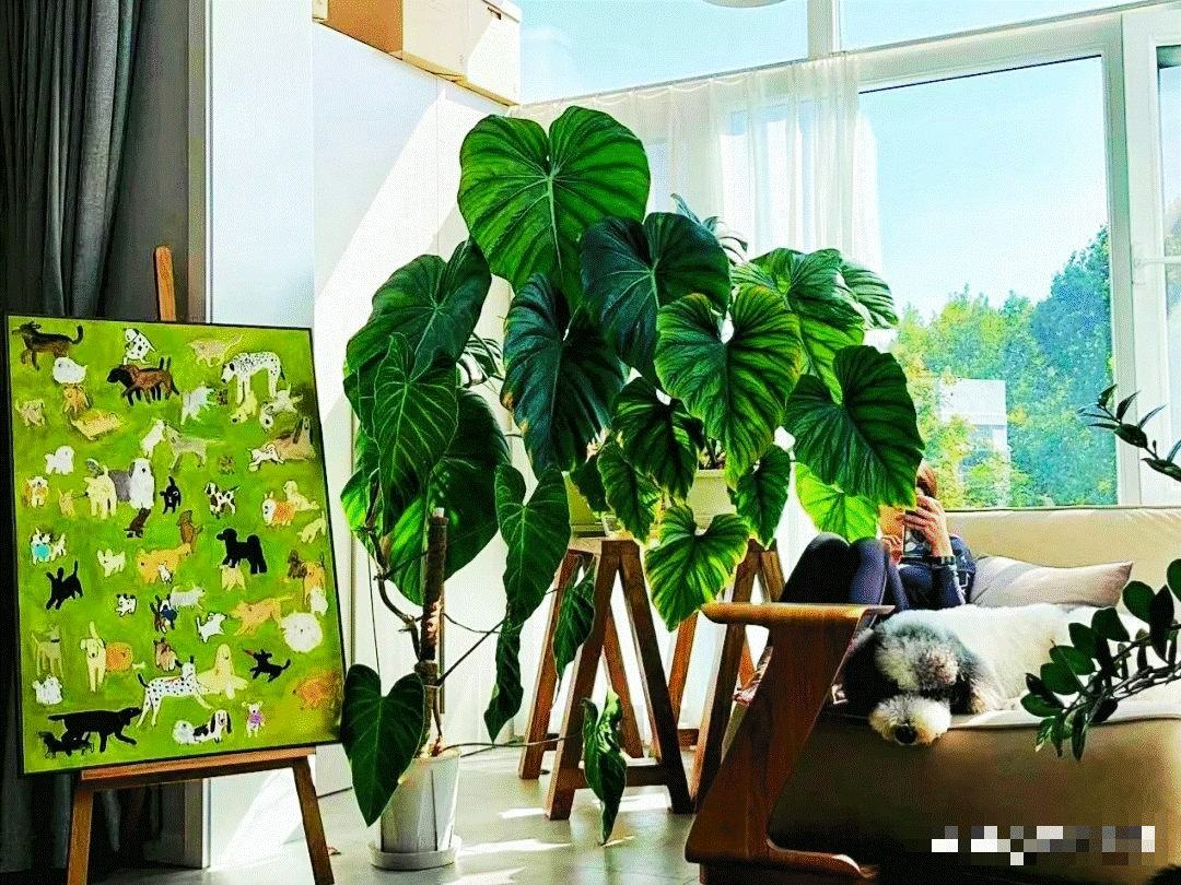 Hoa cười người vượng: 4 cây cảnh phúc lành, đặt 1 chậu trong nhà, gia đình bình an, hưng thịnh-12