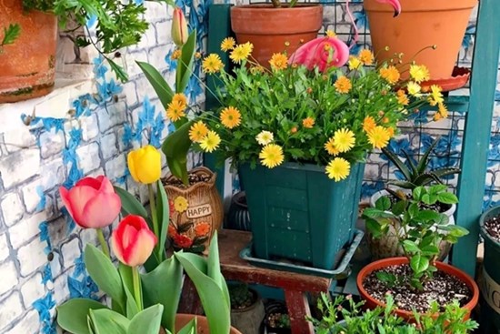 Hoa cười người vượng: 4 cây cảnh phúc lành, đặt 1 chậu trong nhà, gia đình bình an, hưng thịnh