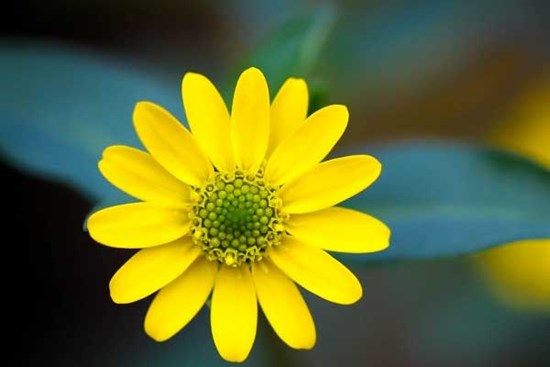 Tử vi ngày 27/7/2023: Tuổi Mão được đánh giá cao, tuổi Thân may mắn tài lộc