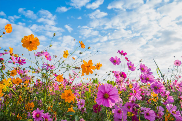 Tử vi ngày 27/7/2023 của 12 cung hoàng đạo: Sư Tử cảm tính, Ma Kết dễ vướng rắc rối-3