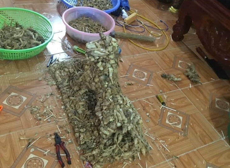 Đại gia TP.HCM chi hơn trăm triệu đồng mua bình sâm hình hổ-2