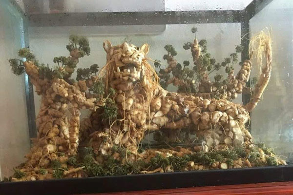 Cây sâm Ngọc Linh 20 tuổi chốt giá gần 900 triệu đồng-4