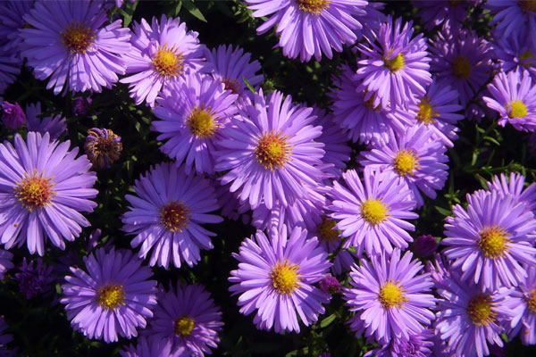 Từ ngày 27 đến hết tháng 7 là thời điểm vàng để đầu tư dành cho 4 con giáp này, nắm bắt thời cơ, khả năng phát tài cực lớn-4