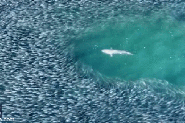 Clip: Cho cá ăn, bé gái suýt bị nuốt cả cánh tay-1