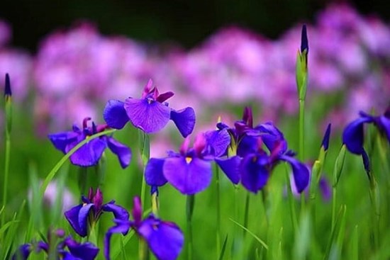 Tử vi ngày 28/7/2023: Tuổi Mùi tiền bạc về túi, tuổi Tuất phạm nhiều sai lầm