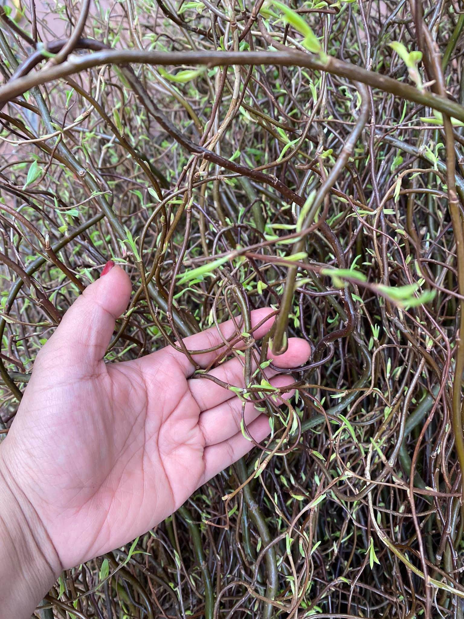 Đua nhau mua cành củi khô xoăn tít” về trưng, dân buôn ngày bán trăm bó-2