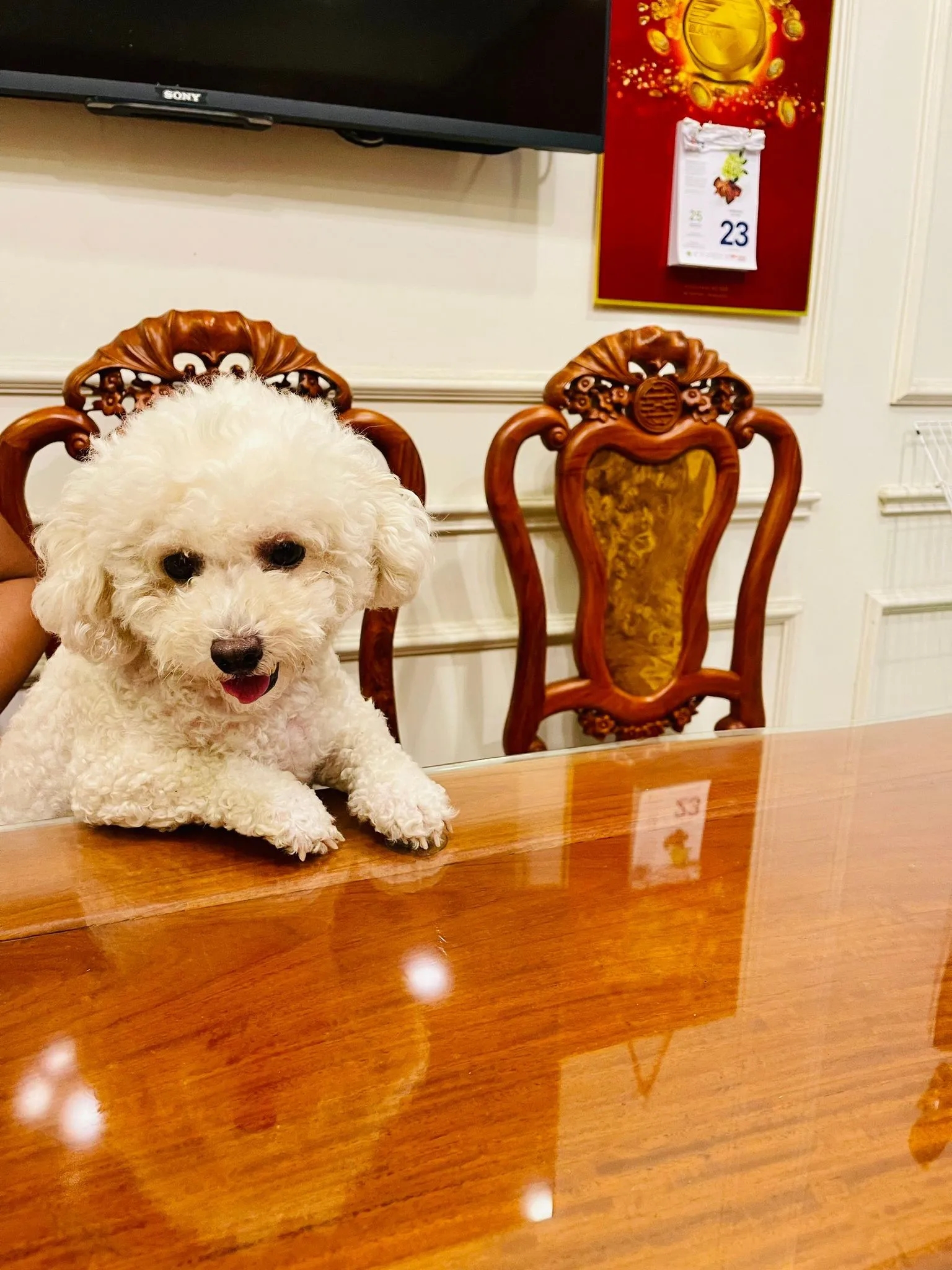 Người giúp việc lạnh lùng tra tấn chú chó, chủ nhà bàng hoàng khi xem camera-2