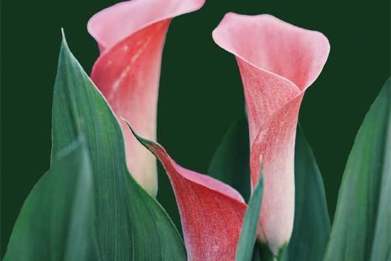 Nước nổi thuyền nổi: 4 con giáp cuối tháng 7 bội thu, đầu tháng 8 thành đạt, cuộc sống vô ưu