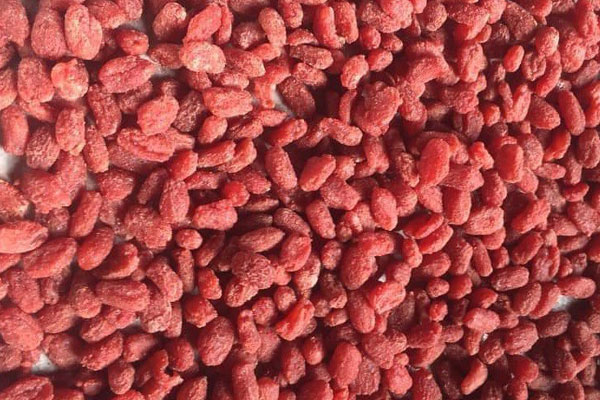 Thứ quả dại ở rừng bé xíu mà giá hơn trăm nghìn/kg, dân buôn ngày bán cả tạ-3