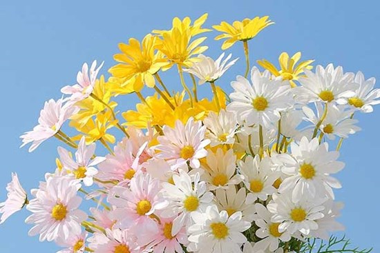 Tử vi ngày 29/7/2023: Tuổi Ngọ chưa thể bứt phá, tuổi Hợi tin vui từ xa