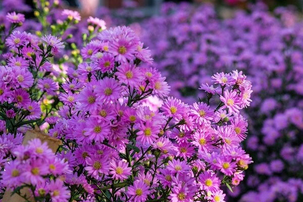 Trời ban phước lành: Ngày sinh Âm lịch kết thúc bằng 3 số này cả đời tận tụy, hậu vận no đủ-1