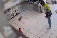 Clip: Tài xế Mercedes đập cửa xông vào nhà dân bắt trộm chó