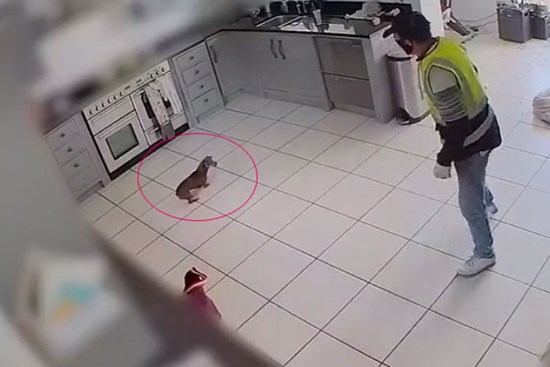 Clip: Tài xế Mercedes đập cửa xông vào nhà dân bắt trộm chó