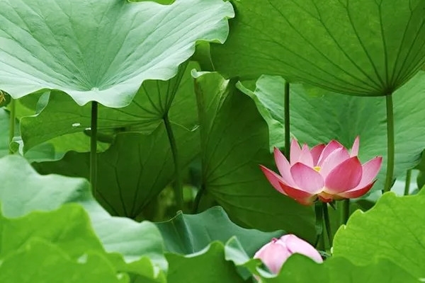 Suy đa tạng do bị mò đốt-2