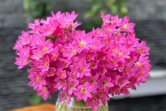 Tử vi Chủ Nhật 30/7/2023 của 12 cung hoàng đạo