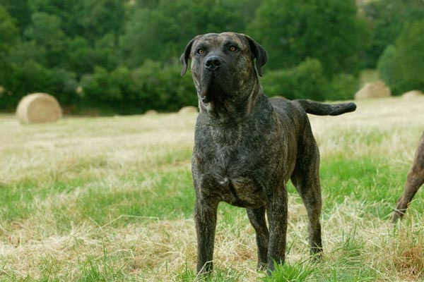 Bé gái người nhện gây xôn xao mạng xã hội Trung Quốc-3