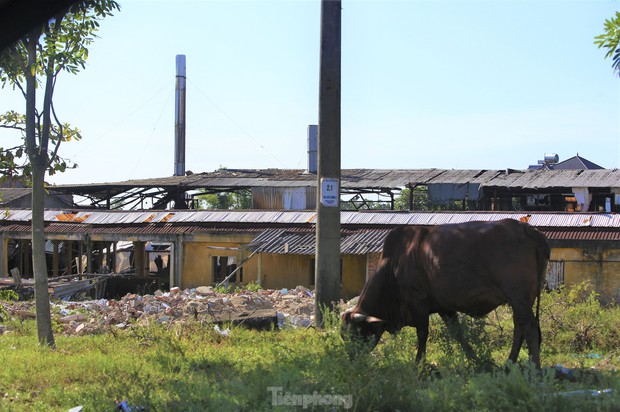 Đất vàng giữa trung tâm thành nơi... chăn bò, đổ rác-22