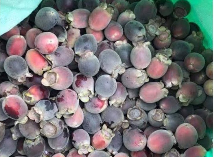 Thứ quả dại ở rừng bé xíu mà giá hơn trăm nghìn/kg, dân buôn ngày bán cả tạ-1