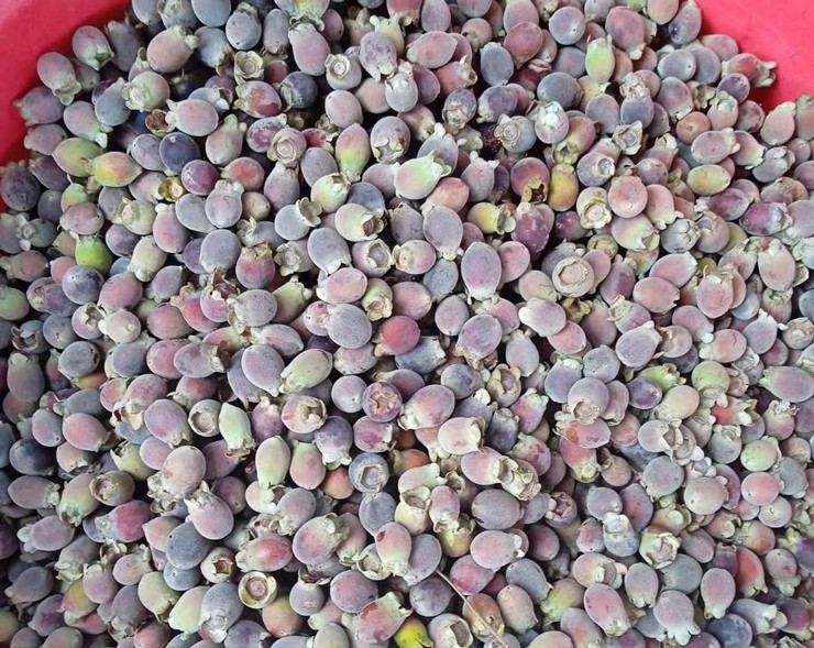 Thứ quả dại ở rừng bé xíu mà giá hơn trăm nghìn/kg, dân buôn ngày bán cả tạ-2