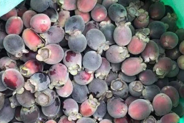 Loại quả gắn liền với tuổi thơ vào mùa, dân buôn ngày bán hàng chục cân-3