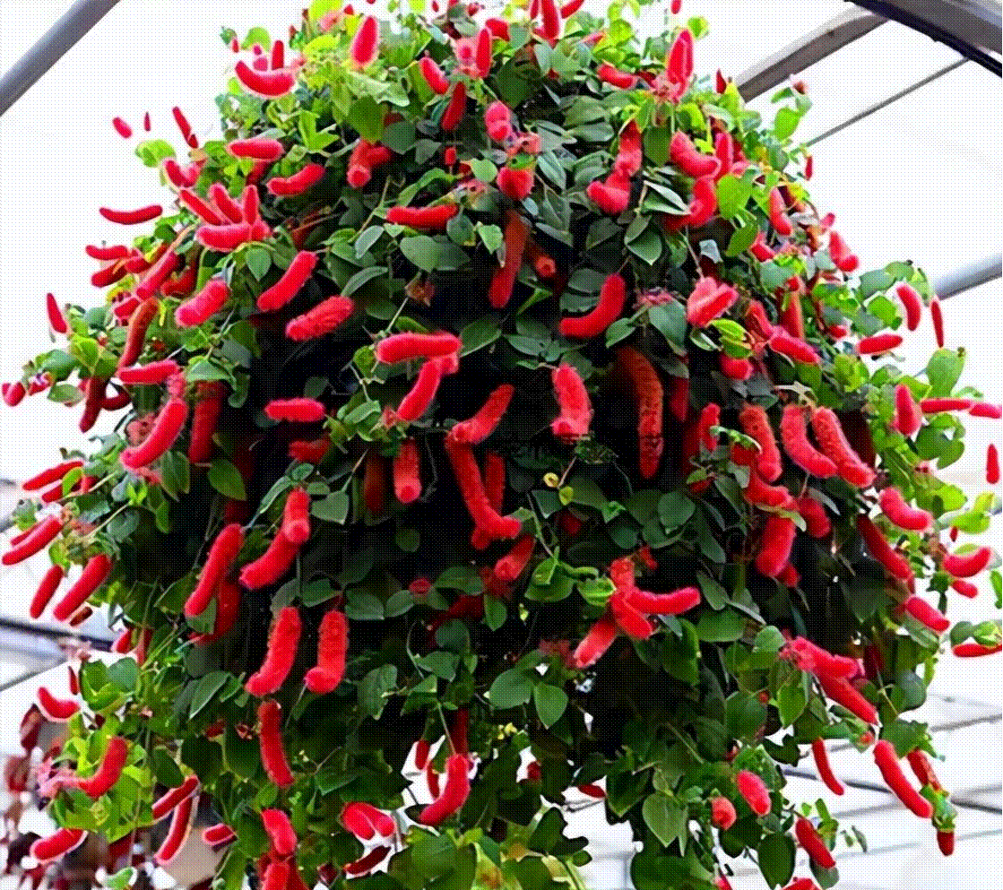 5 cây cảnh có đuôi thú, độc đẹp, vui cửa vui nhà, xua đuổi vận đen, năm nào cũng sung túc-1