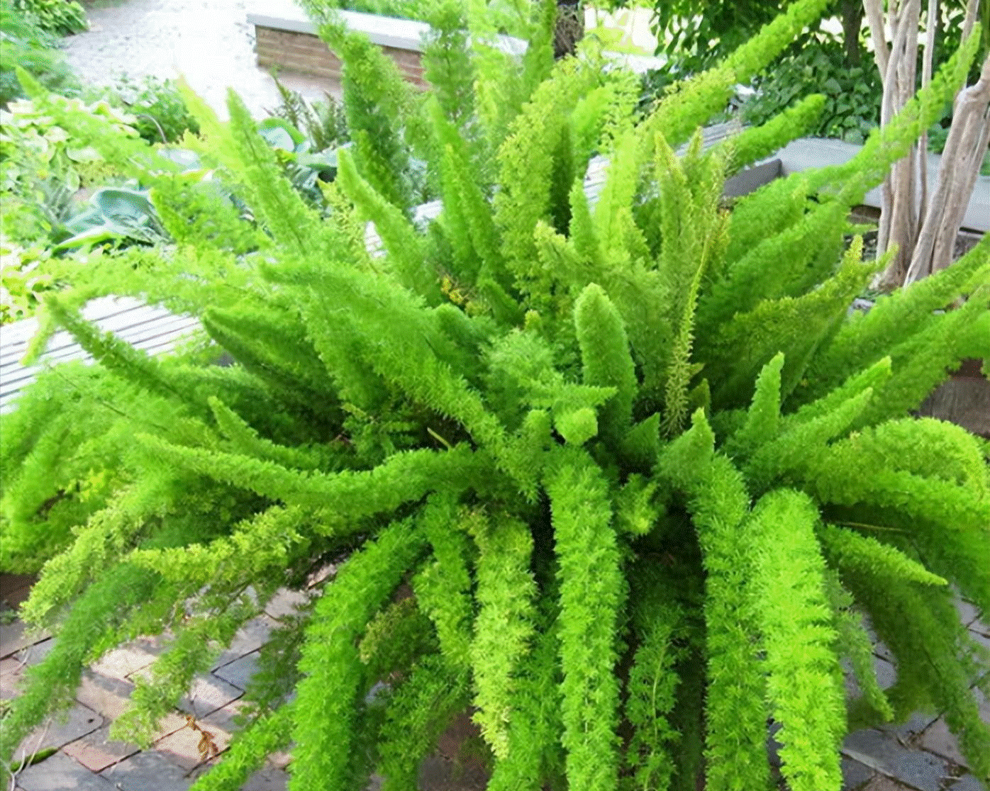 5 cây cảnh có đuôi thú, độc đẹp, vui cửa vui nhà, xua đuổi vận đen, năm nào cũng sung túc-7