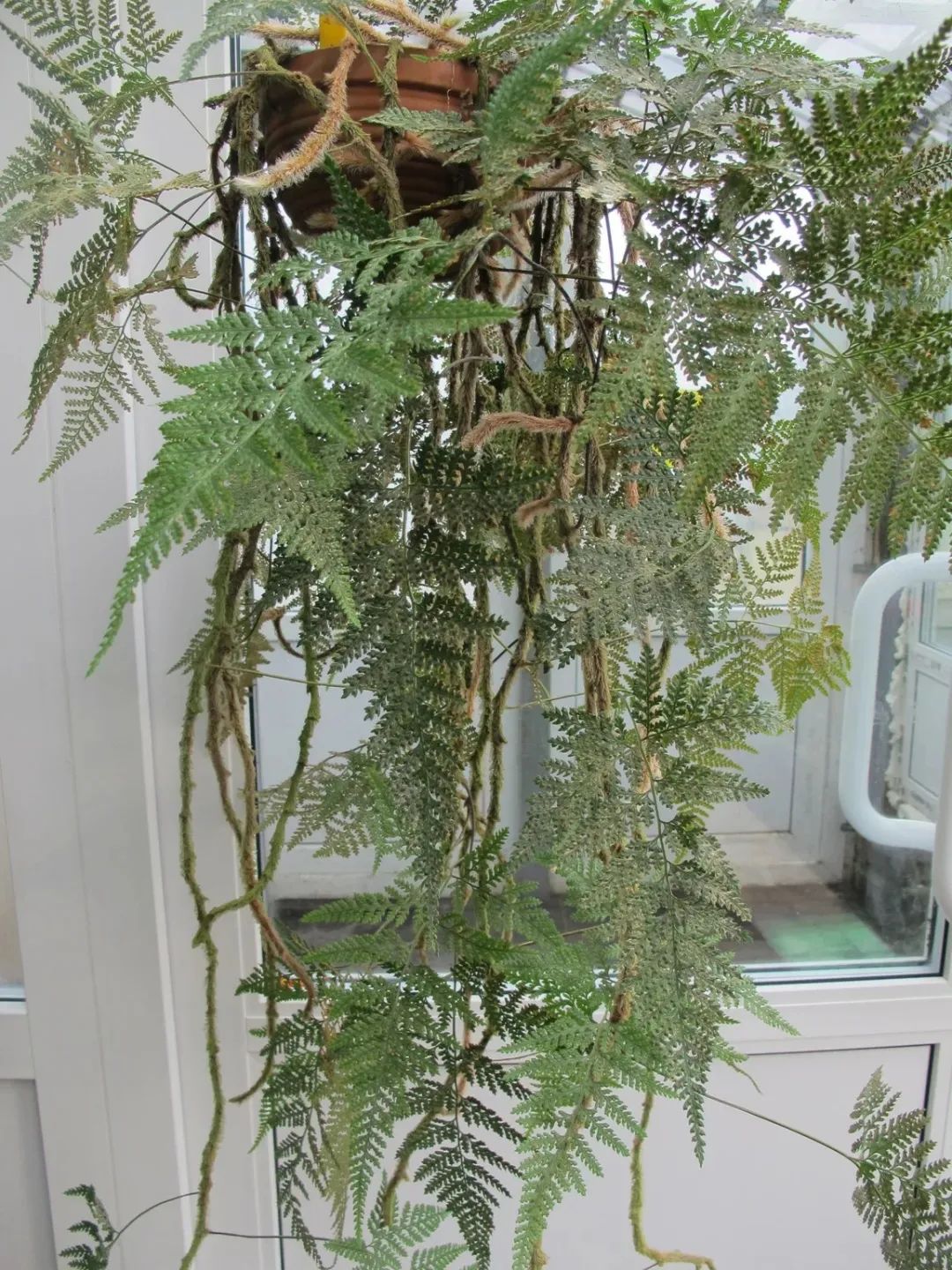 5 cây cảnh có đuôi thú, độc đẹp, vui cửa vui nhà, xua đuổi vận đen, năm nào cũng sung túc-8