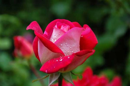 Phước lành hội tụ: 3 con giáp có gan làm giàu, giữa tháng 6 Âm lịch thăng tiến vượt bậc