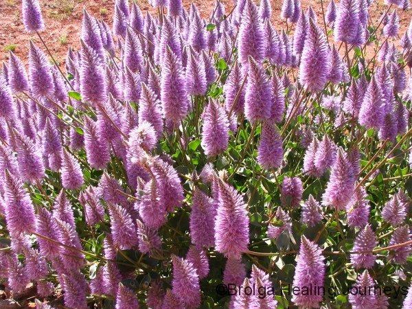 5 cây cảnh có đuôi thú, độc đẹp, vui cửa vui nhà, xua đuổi vận đen, năm nào cũng sung túc-10