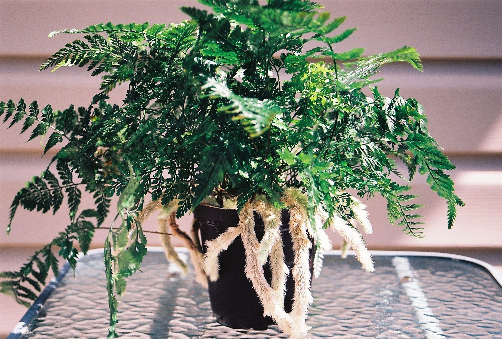 5 cây cảnh có đuôi thú, độc đẹp, vui cửa vui nhà, xua đuổi vận đen, năm nào cũng sung túc-9