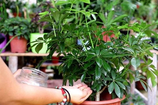 Ném 1 viên vào chậu, vừa khử trùng diệt sạch sâu bệnh vừa kích rễ, cây nào cũng thích mê