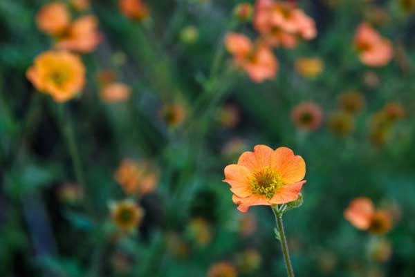 Tử vi ngày 1/8/2023: Tuổi Dậu cần đề phòng, tuổi Tuất hợp tác có lợi-1