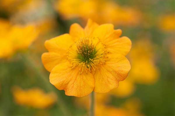 Tử vi tháng 8/2023: Tuổi Ngọ cơ hội thăng tiến, tuổi Mùi tài lộc rực rỡ-4