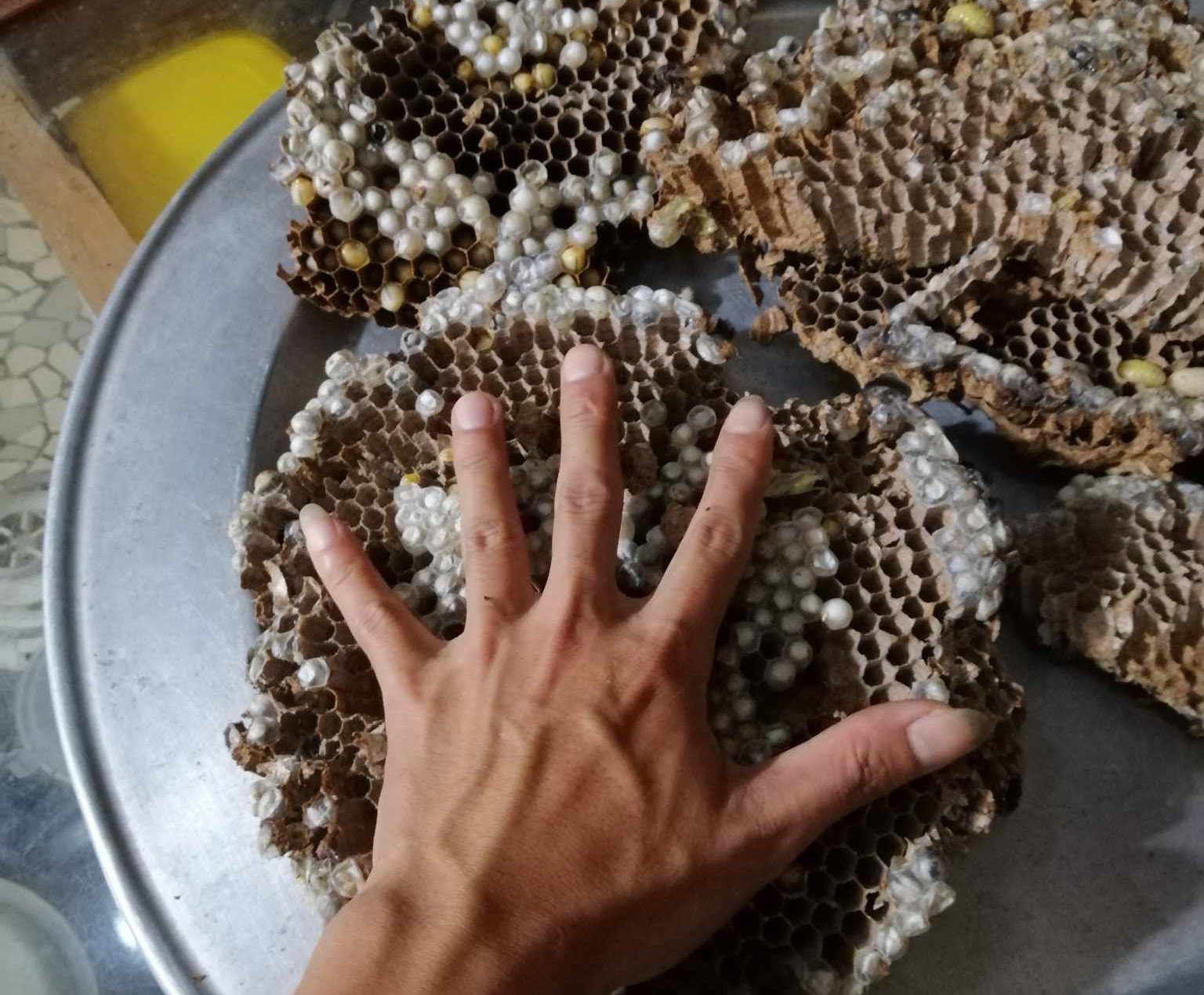 Bắt loại ong kịch độc về bán giá nửa triệu/kg, dân vẫn chịu chi mua về ăn-1