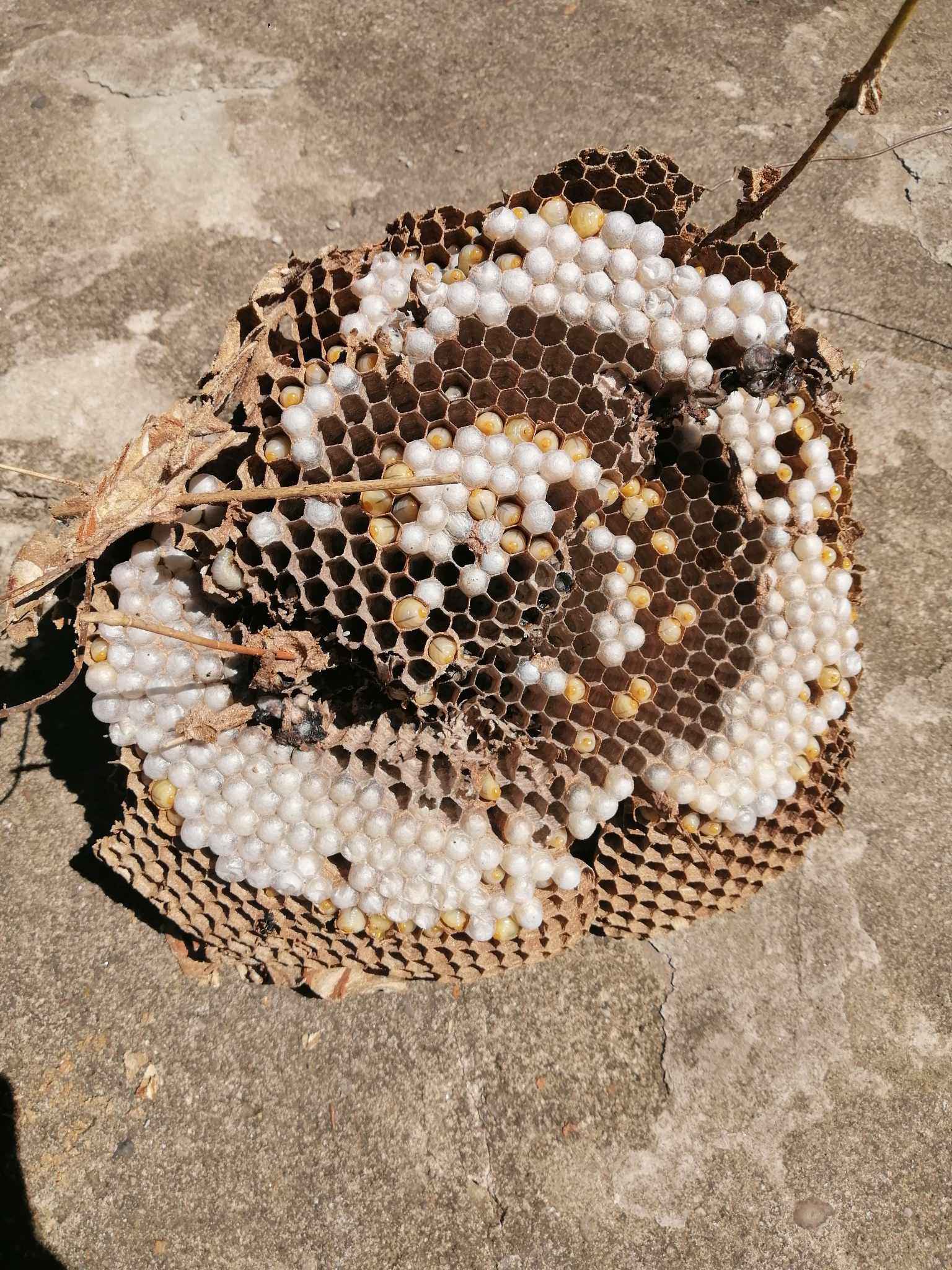 Bắt loại ong kịch độc về bán giá nửa triệu/kg, dân vẫn chịu chi mua về ăn-2