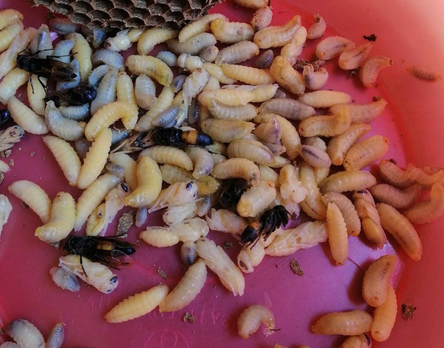 Bắt loại ong kịch độc về bán giá nửa triệu/kg, dân vẫn chịu chi mua về ăn-3