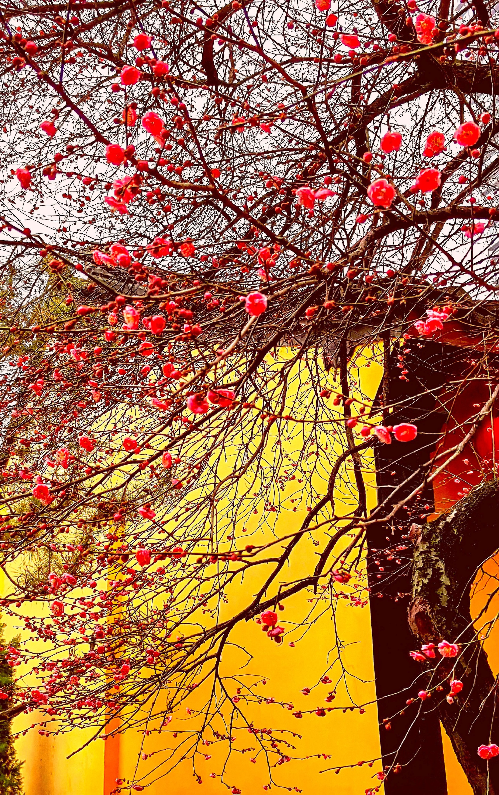 Trồng 6 loại cây cảnh vượng tài trong phòng khách, rước phúc khí, đón tài lộc cho nhà phố-1