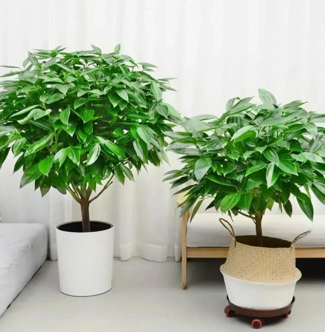 Trồng 6 loại cây cảnh vượng tài trong phòng khách, rước phúc khí, đón tài lộc cho nhà phố-3