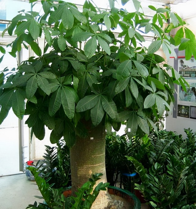 Trồng 6 loại cây cảnh vượng tài trong phòng khách, rước phúc khí, đón tài lộc cho nhà phố-6