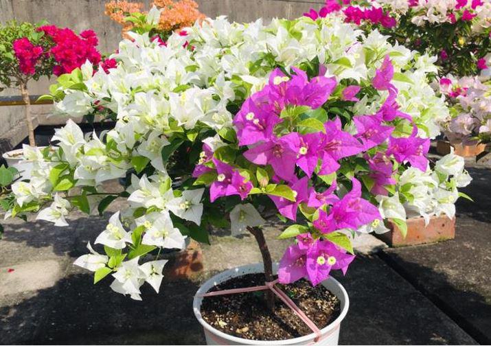 Hoa giấy ra nụ tuyệt đối không làm 3 việc, nếu không nụ rụng, hoa chẳng nở-1