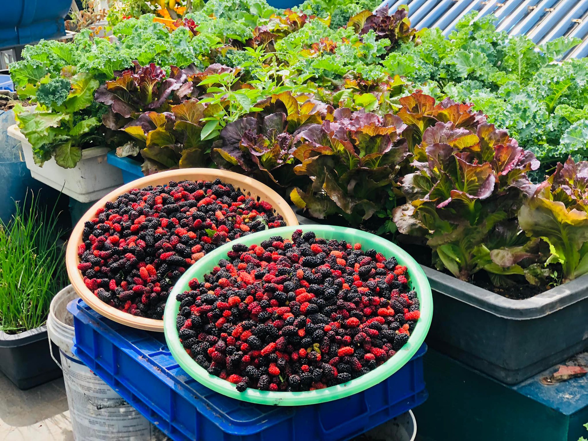 Mãn nhãn với vườn rau trên sân thượng mơn mởn, xanh mướt, ăn không hết của mẹ đảm ở Đà Nẵng-1